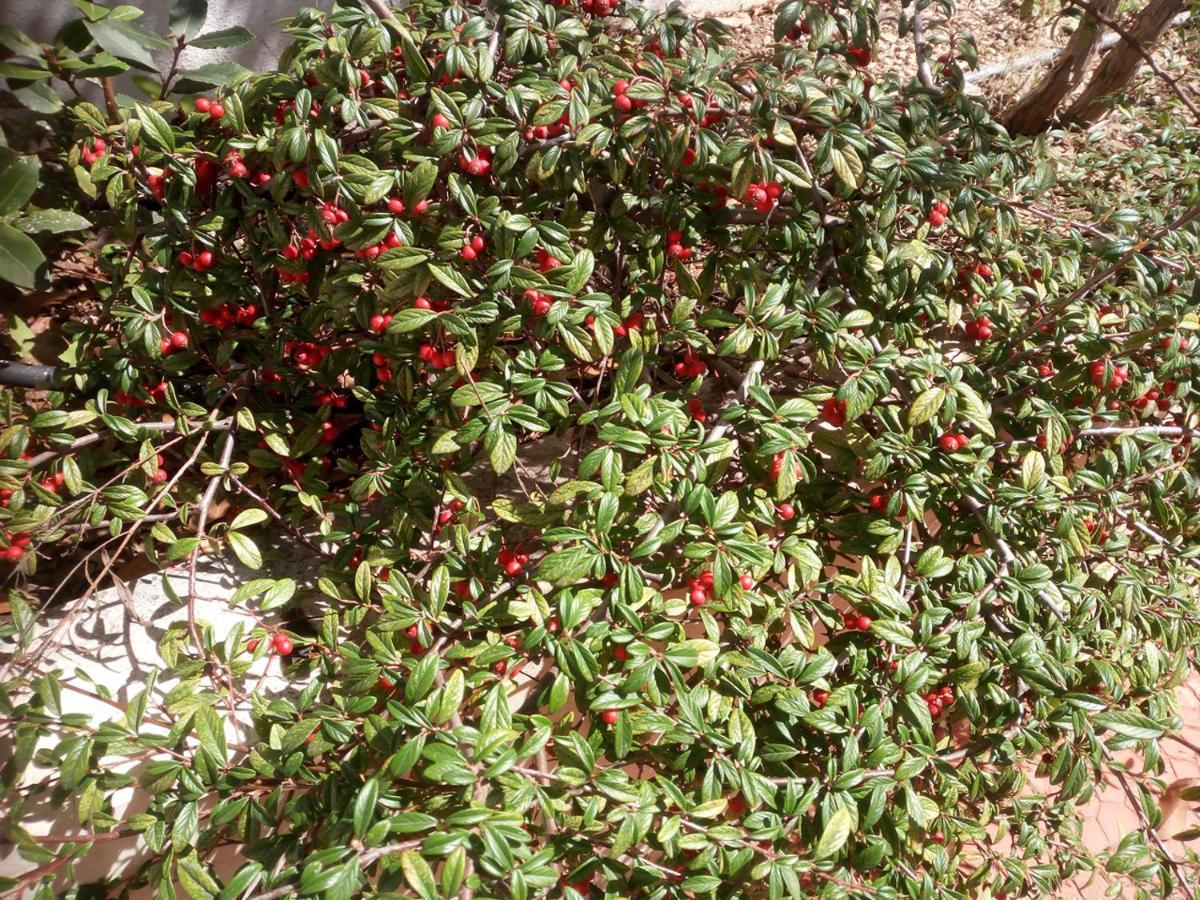 Il Giardino Di Niu Bed and Breakfast Palombaio Εξωτερικό φωτογραφία